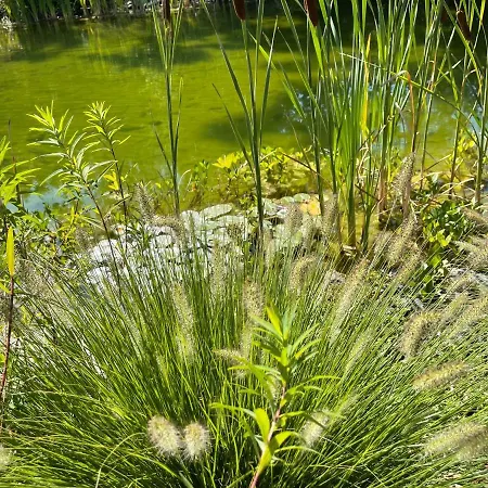 Πανσιόν Hohenstein, Schwimmteich, Ruhige Lage